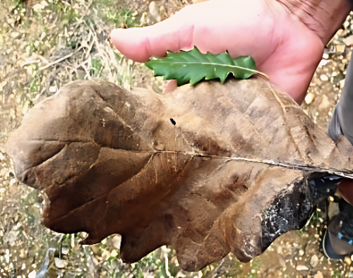 Note the significant range in size below of leaves collected only metres apart