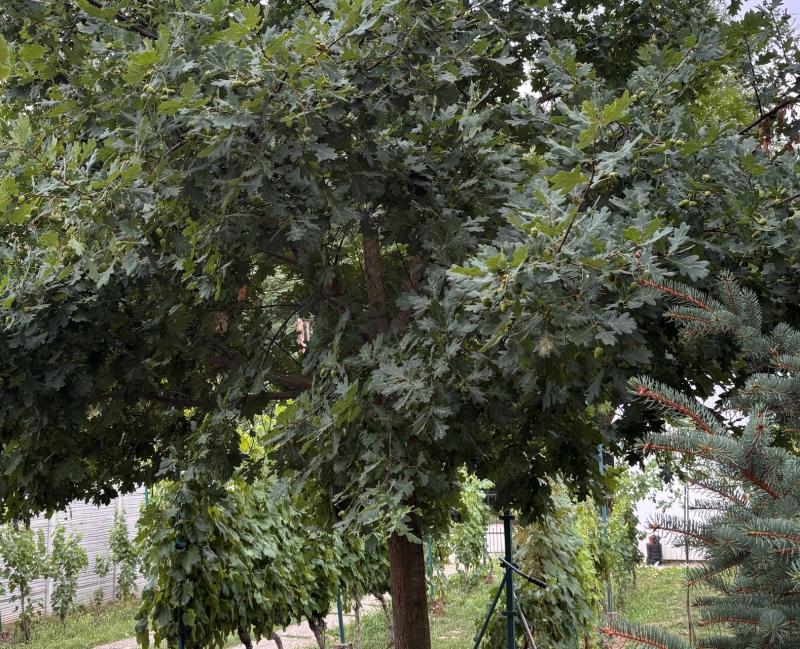 The A1 tree heavily laden with acorns in 2026
