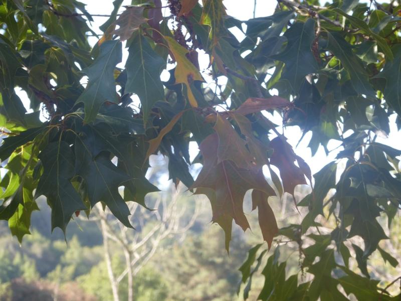 Quercus gravesii
