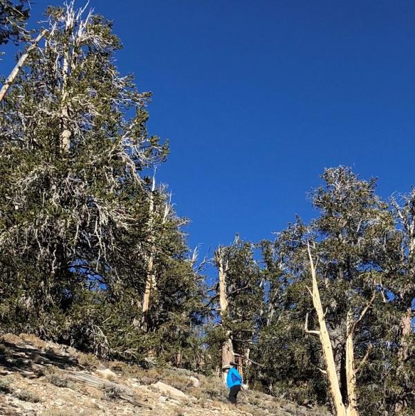 Bristlecone pines