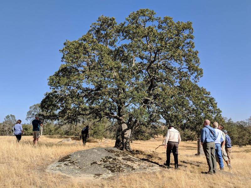 Quercus douglasii