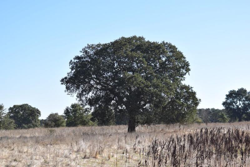 Quercus lobata