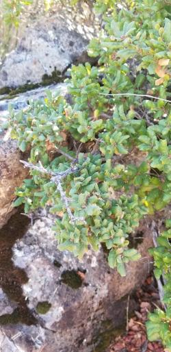 Quercus durata
