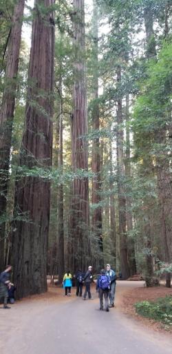 Giant redwoods