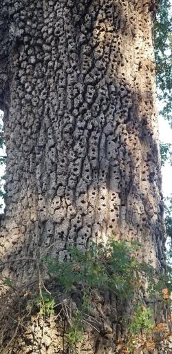 Acorn pantry
