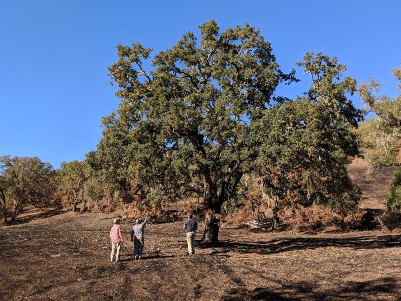 Quercus douglasii