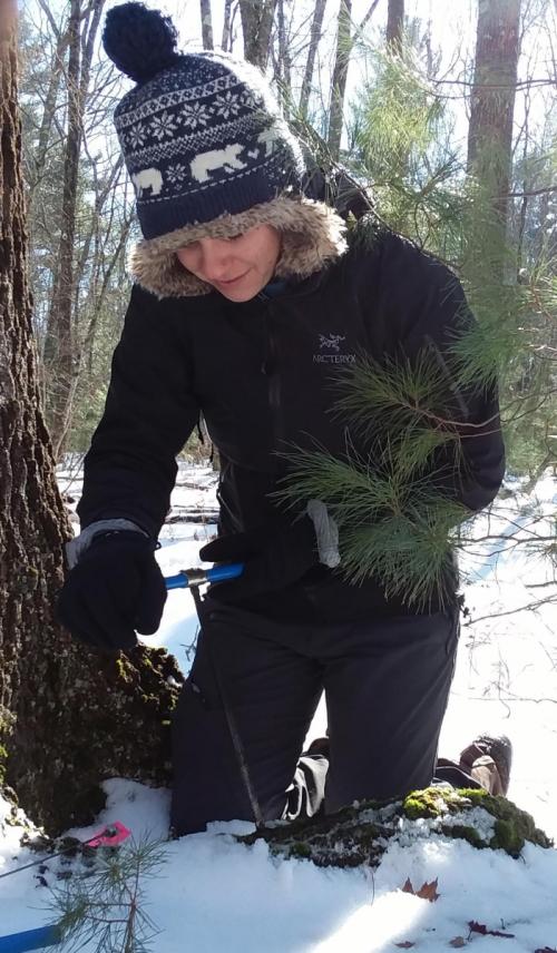 Meghan Blumstein collects a root sample from an oak tree in February 2019. Photo credit: Audrey Barker Plotkin
