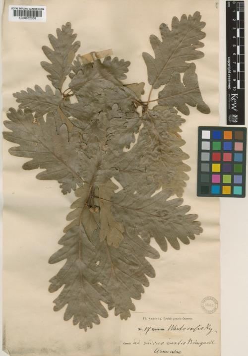 Quercus warkoensir