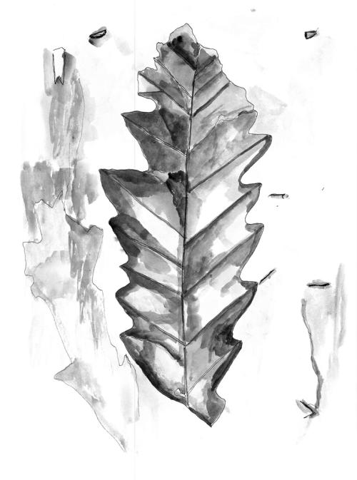 Oak fossil illustration by Rachel dAvis