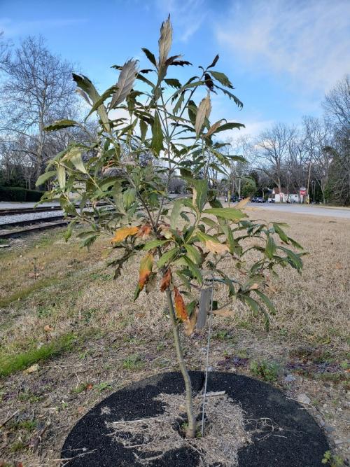 Quercus scytophylla