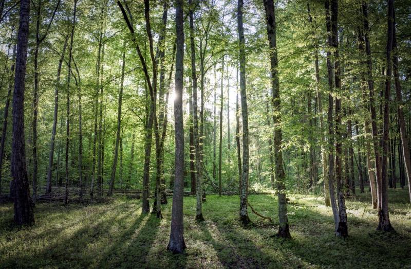 Bialowieza Forest