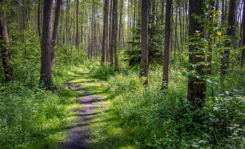 Path through the woods