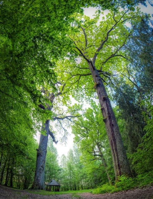 the towering oaks