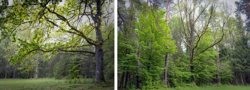 Trees in the forest