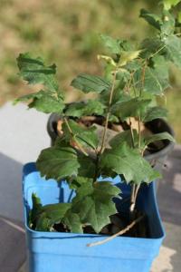 seedling