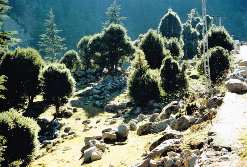 Swat