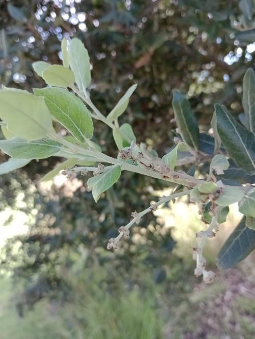 Fig. 1 Female inflorescences on second growth of Quercus ilex. October 2024.