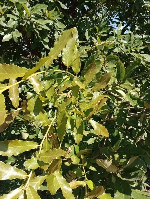 Fig. 3 A long female inflorescence on vigorous second growth of Quercus obtusata. November 2024.