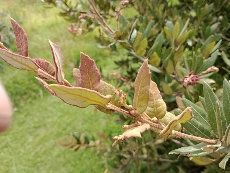Fig. 6 Female inflorescences on second growth of Quercus “Autopista”. August 2024.