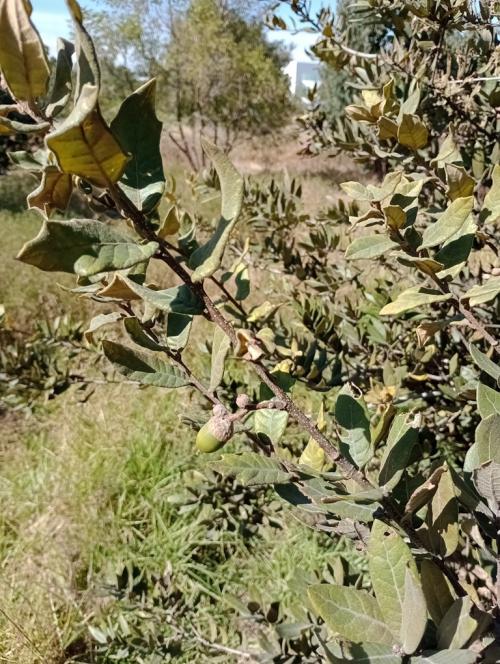 Fig. 7 An acorn ripening on second growth of Quercus “Autopista” apparently only a few months after flowering. December 2024.