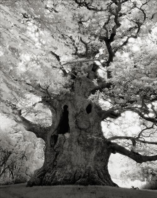 majesty