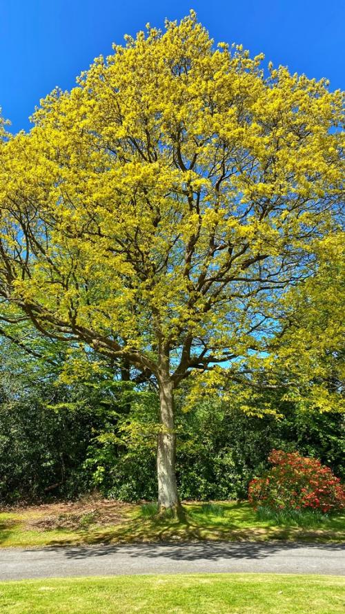 Quercus robur