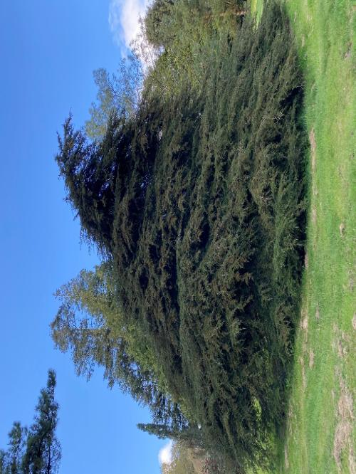 Cupressus lusitanica Brookhall
