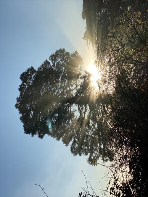Sequoiadendron giganteum