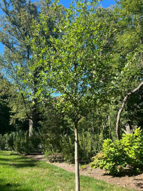Quercus xcomptoniae