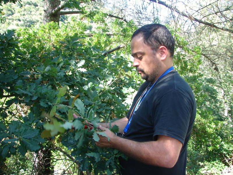 Collecting Q. x alentejana (Q. faginea x Q. pyrenaica) in Northeastern Portugal for his PhD thesis (photo credit: Carlos Vila-Viçosa)