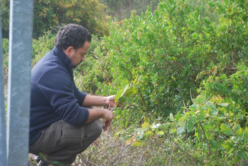Collecting Quercus estremadurensis in Southern Portugal (Algarve) (photo credit: Carlos Vila-Viçosa)