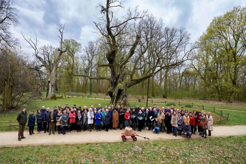 Rogalin oak