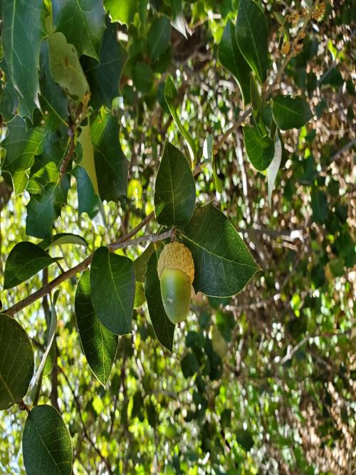 Quercus palmeri x chrysoleps in Oak Creek Canyon