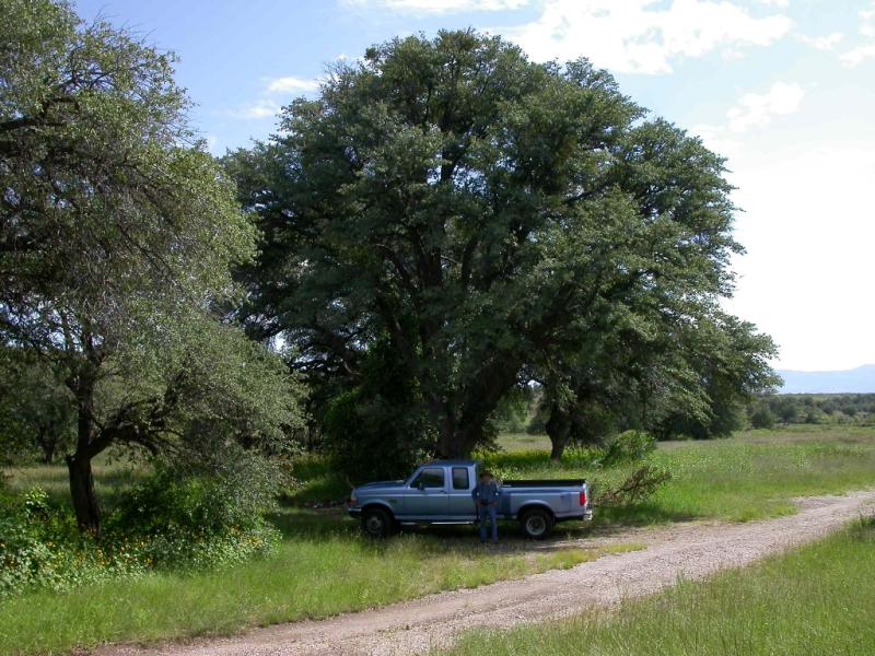 Gray and Emory oak