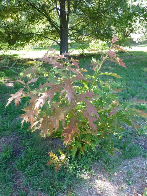 Coppiced oak