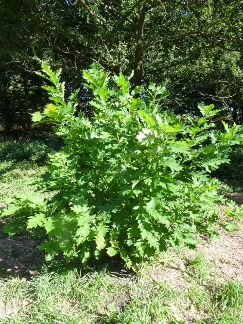 Coppiced oak