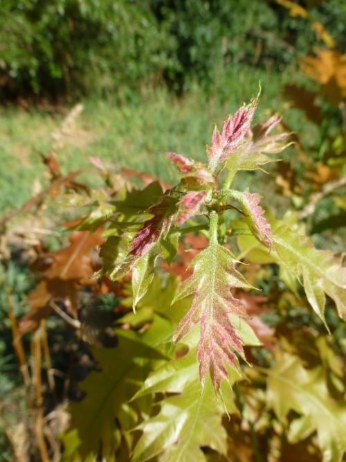 Coppiced oak