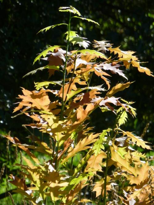 Coppiced oak