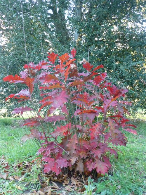 Coppiced oak