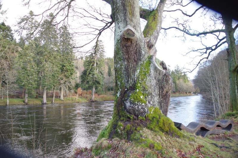 Neil Gow's Oak...