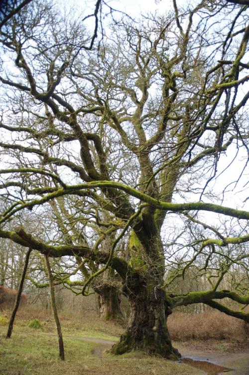 'Fear not till Birnam wood/ Do come to Dunsinane:' and now a wood/ Comes toward Dunsinane... Macbeth V,5