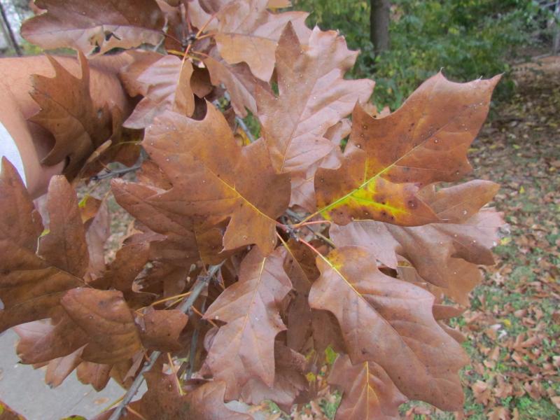 Q. xegglestonii leaves in fall