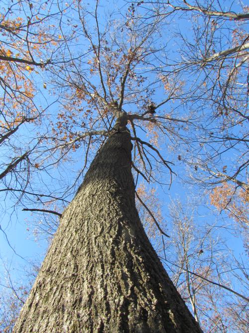 Towering trunk of Quercus xegglestonii