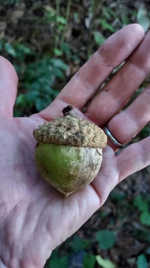 Quercus skinner acorn El Salvador