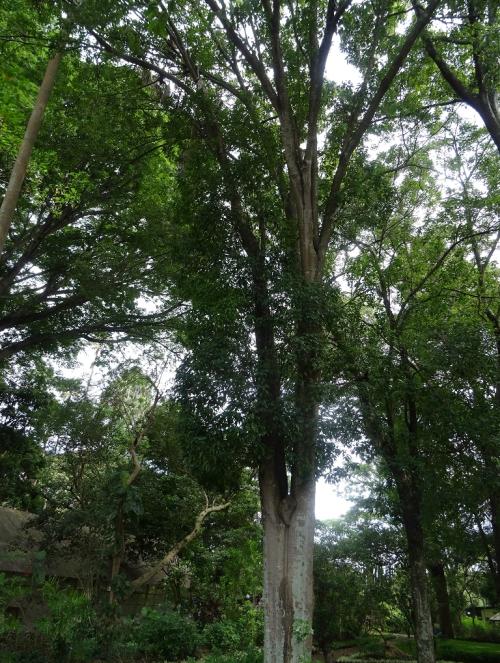 Mature Quercus skinneri at CECON-USAC