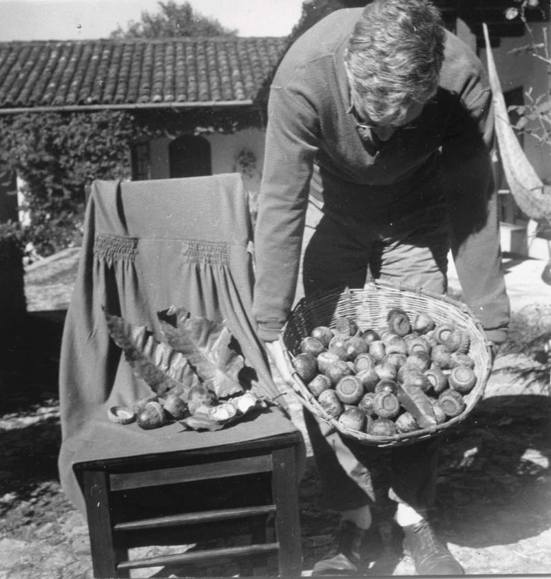 David Fairchild with Quercus skinneri acorns