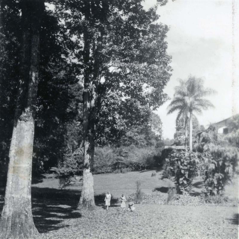 Quercus skinneri at Finca Chimax