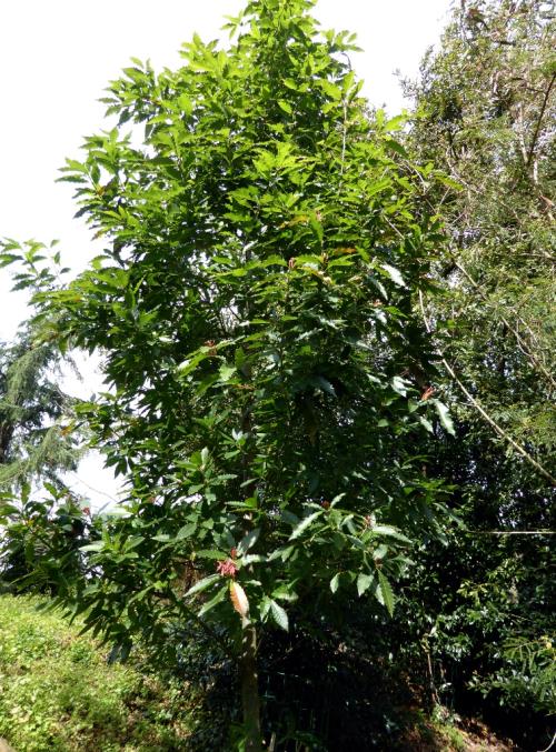 Quercus skinneri at Iturraran