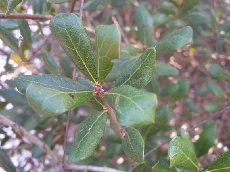 Florida8