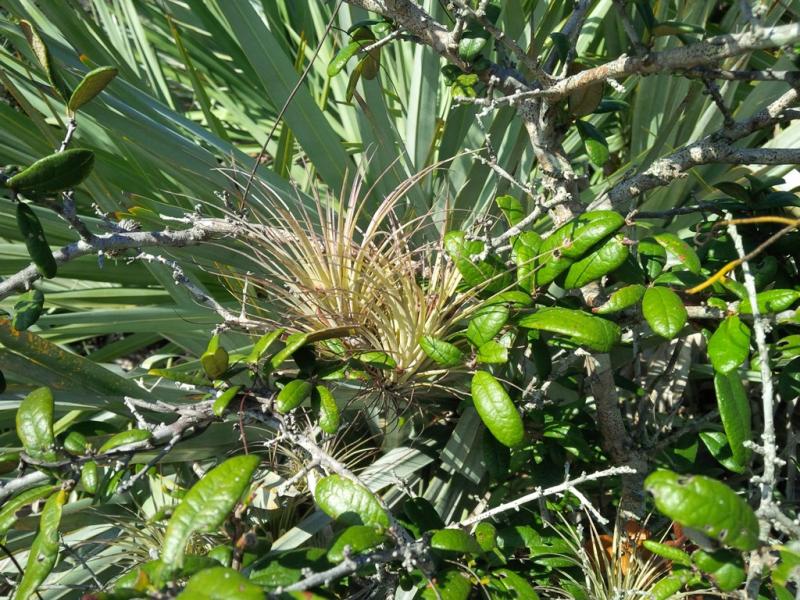 Florida12